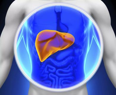 liver