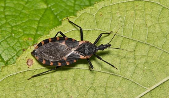 Kissing bug on a leaf
