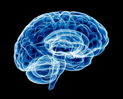 Image of the brain